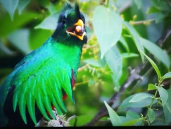 Close-up of parrot perching on leaf