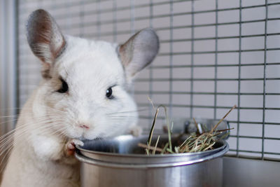 Cute white chinchilla is eating hay from metal bowl in its house.