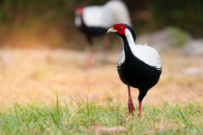 Bird perching on a field