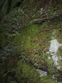 High angle view of moss on rocks in forest