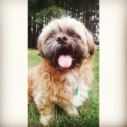 Portrait of dog sticking out tongue