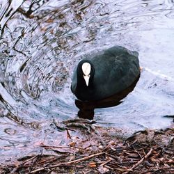 Reflection of woman in water