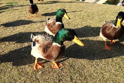 High angle view of mallard ducks on field