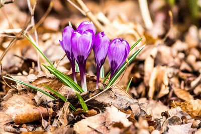 Close-up of purple crocus flowers on field