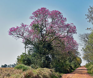 Cherry blossom tree against sky