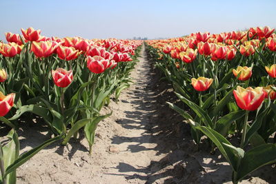 View of red flowering plants on land