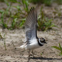 Close-up of bird flying over field