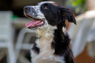 Close-up of dog looking away