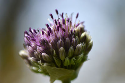 Close-up of thistle against white background