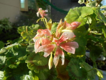 Close-up of pink flowers