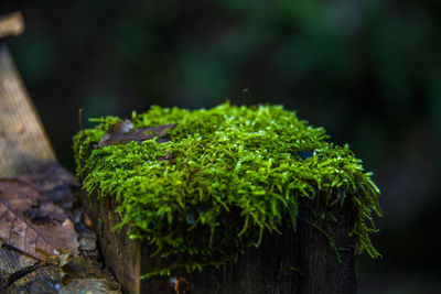 Close-up of moss growing on wood in forest