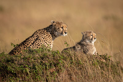 Cheetahs sitting on rock in forest