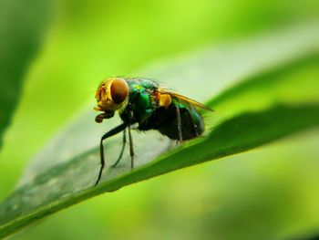 Close-up of insect on leaf