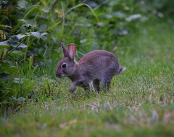 Close-up of rabbit on grass