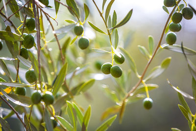 Close-up of olives growing on tree