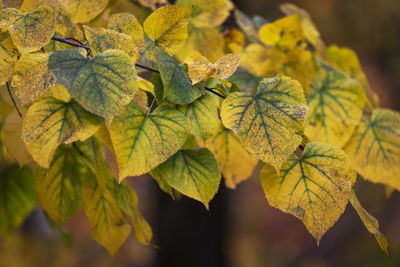 Close-up of yellow maple leaves
