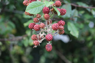 Close-up of berry fruits hanging on tree