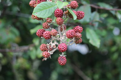 Close-up of red berries on tree