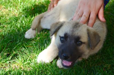 Dog lying on grass