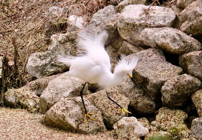 High angle view of bird on rock