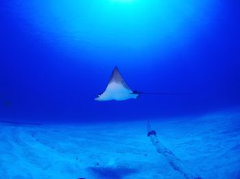 Eagle ray swimming in sea