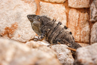 Close-up of iguana on rock