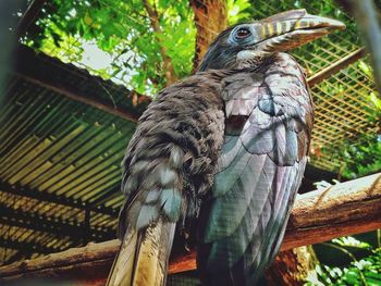 Close-up of bird perching on tree