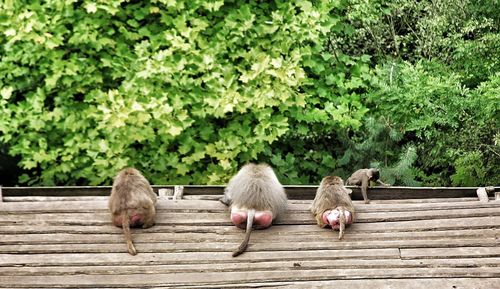 High angle view of monkeys sitting on wood