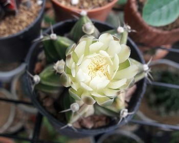 Close-up of white flowering plant