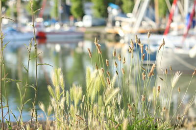 Close-up of plants against blurred background