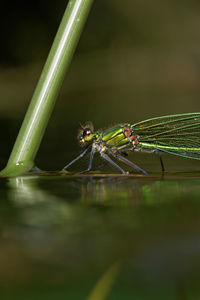 Dragonflies mating on the krka river