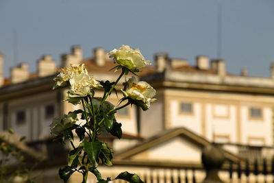 White flowering plant against building