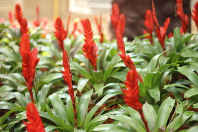 Close-up of red flowering plants