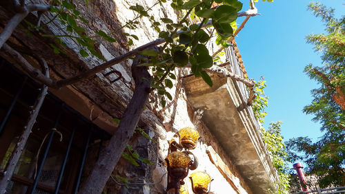 Low angle view of tree and building against sky