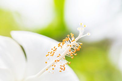 Close-up of insect on white flowering plant