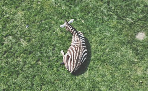 High angle view of zebra on field