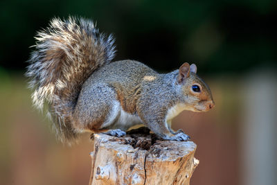 Close-up of squirrel on wooden post