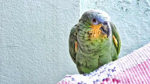 Close-up of parrot perching on wall