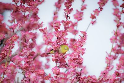 Pink cherry blossoms in spring