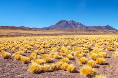 Scenic view of arid landscape against clear blue sky