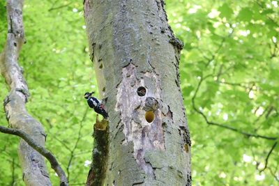 Close-up of bird perching on tree trunk