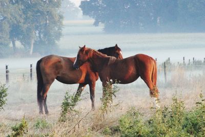 Horses in a field