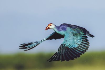 Close-up of bird flying