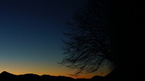 Low angle view of silhouette tree against sky at night