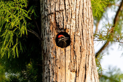 Bird perching in tree trunk