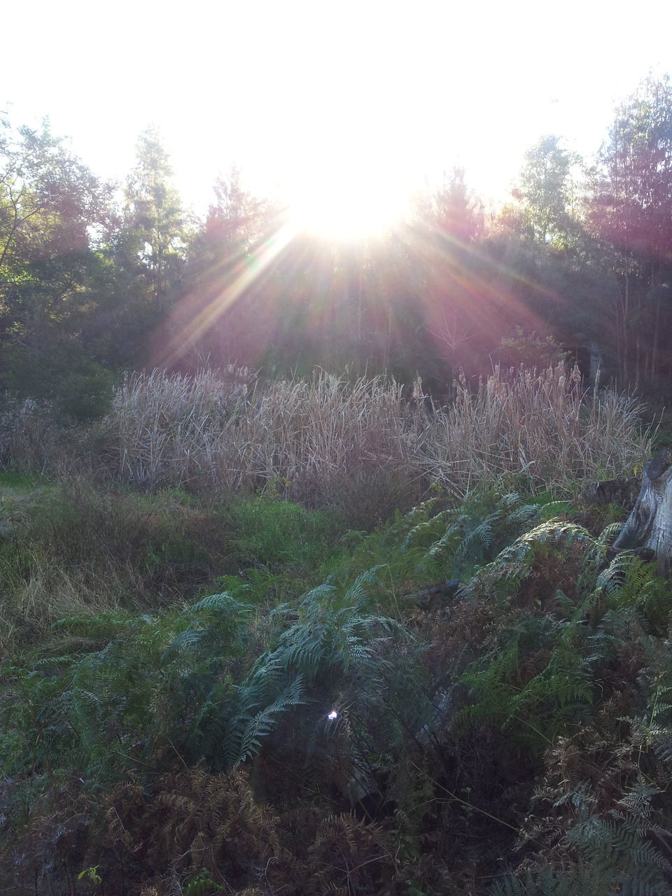 sun, sunbeam, tree, sunlight, lens flare, tranquility, tranquil scene, nature, beauty in nature, growth, scenics, forest, low angle view, clear sky, bright, non-urban scene, sunny, idyllic, outdoors, day