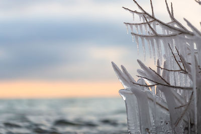 Close-up of snow on land against sea during sunset