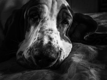 Close-up portrait of dog lying down