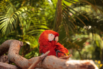 Bird perching on a branch