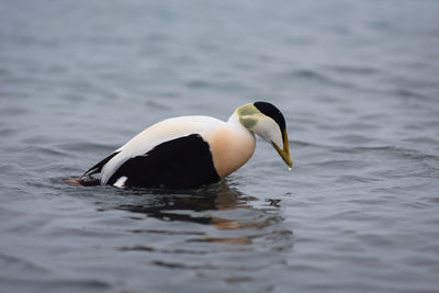 Barnacle goose, branta leucopsis swimming on jokulsarlon glacial lagoon in iceland